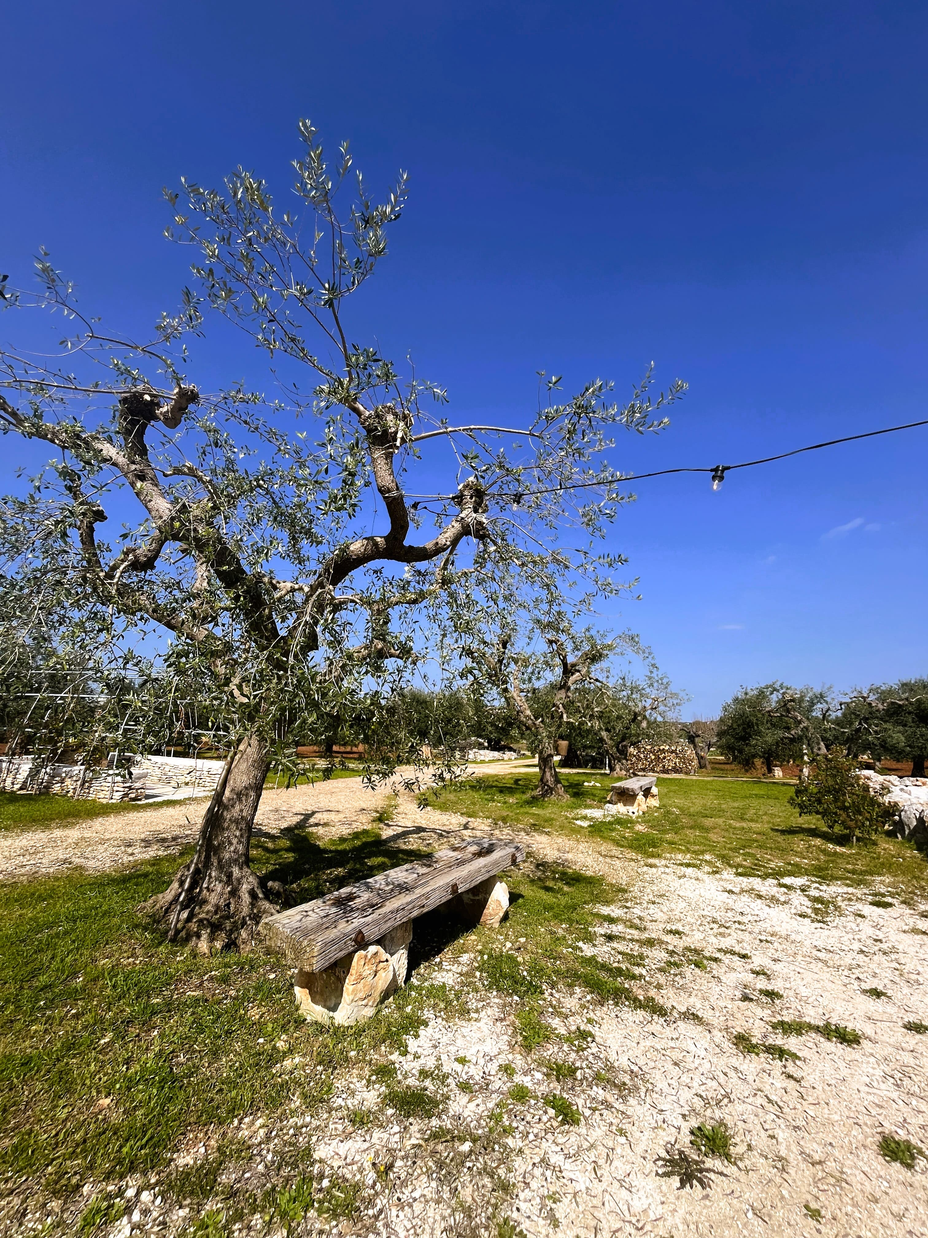 Ulivo antico con panca di pietra nel giardino