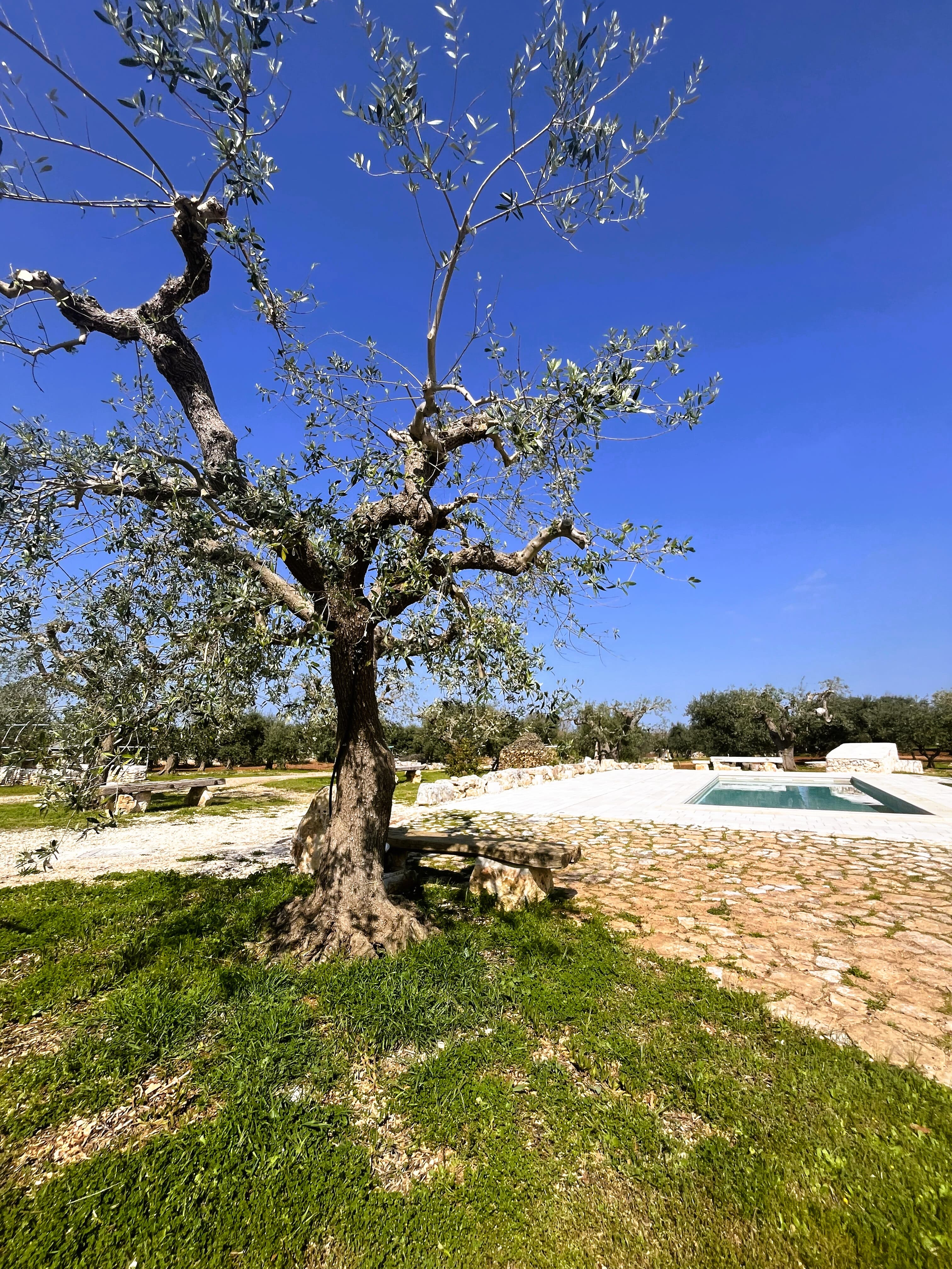 Ulivo e piscina nel giardino
