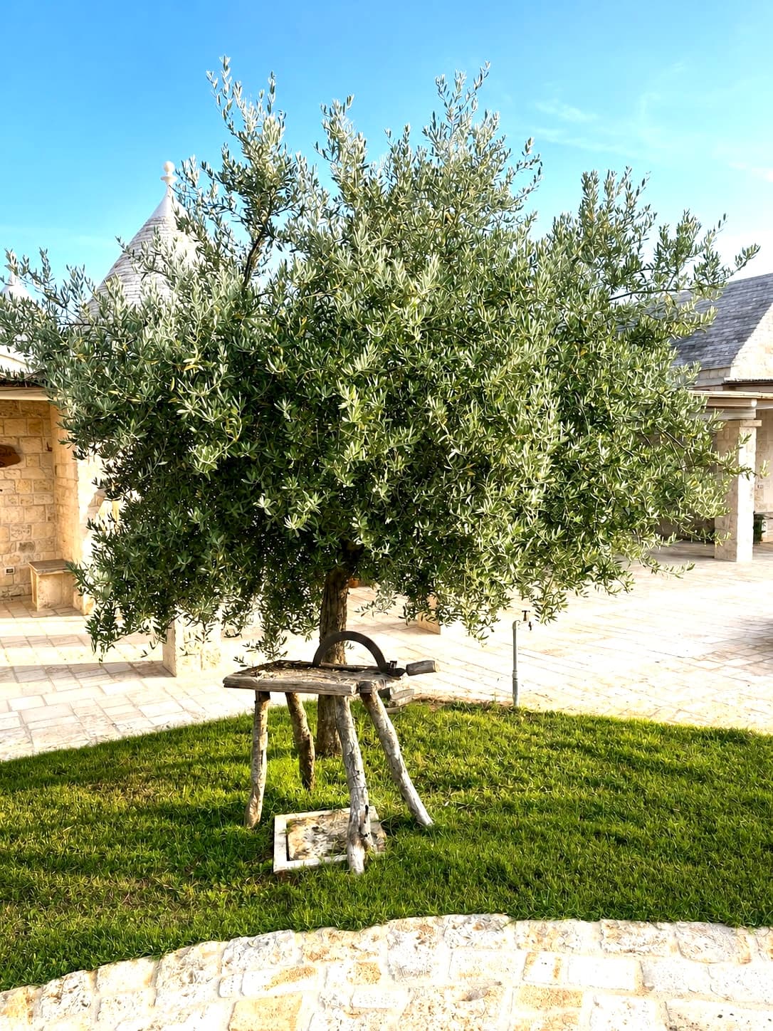 Ulivo nel cortile con i trulli sullo sfondo